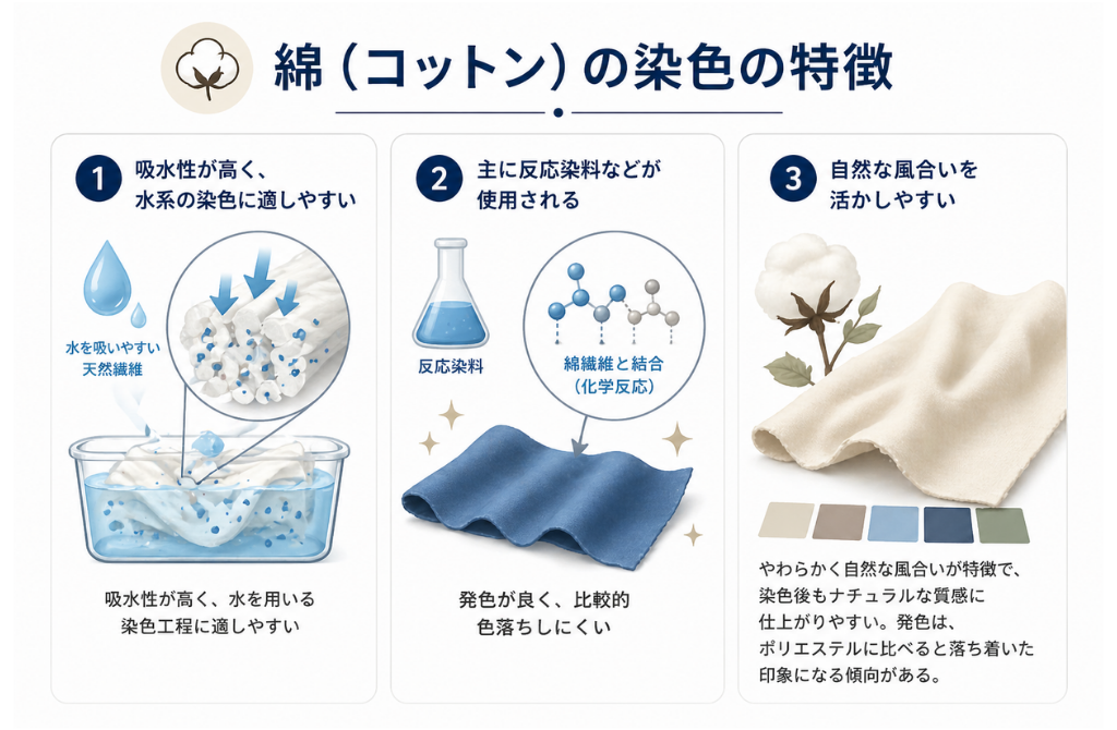 綿の吸水性・反応染料・自然な風合いを説明した図解